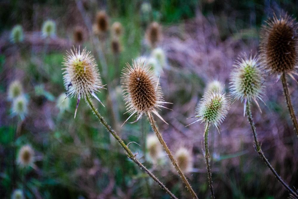 Thistle While You Work 8x10 Print